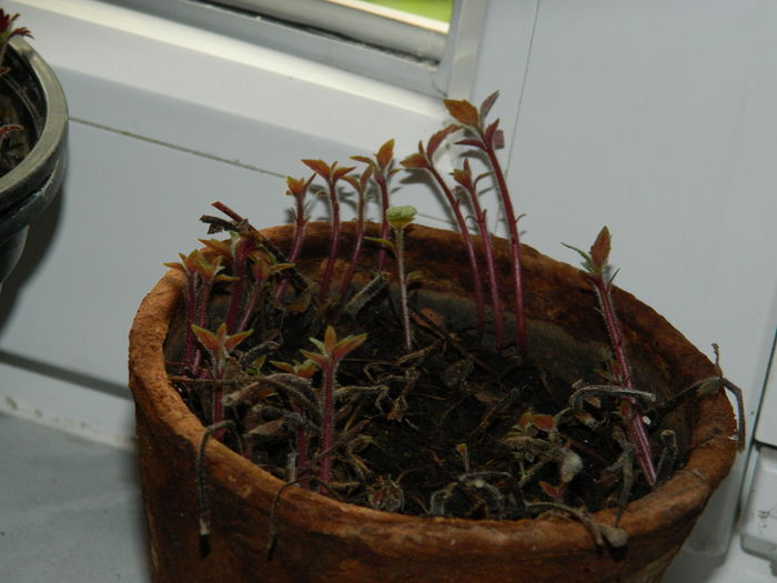 DSCN4564