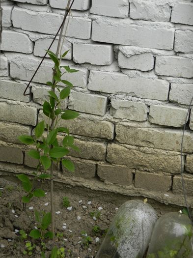 DSCN4573