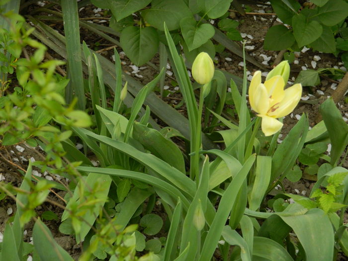 DSCN4576 - 2016 APRILIE 2