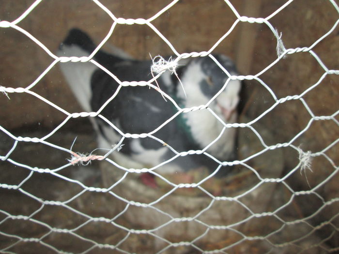 IMG_5906 - Tineret AGH 2016