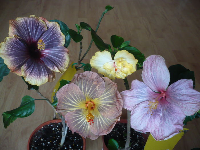 P1250726