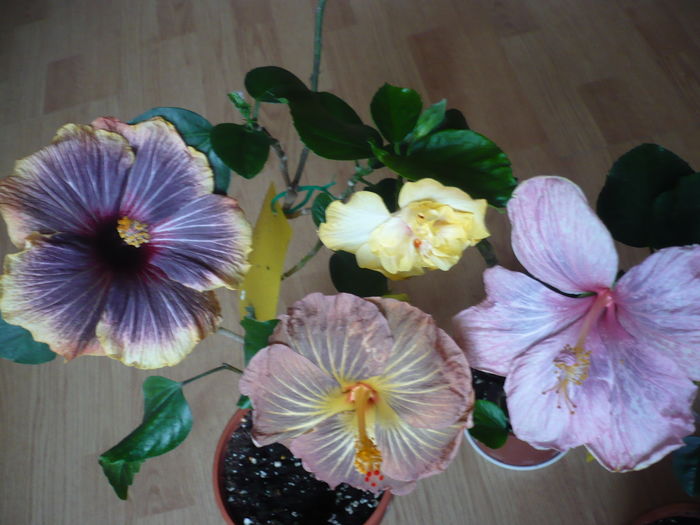 P1250727