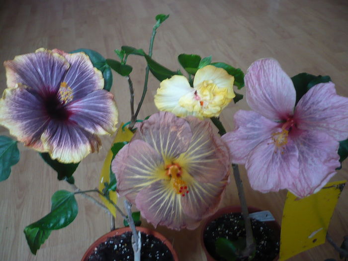 P1250729
