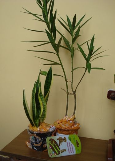 pt Pusa (3)