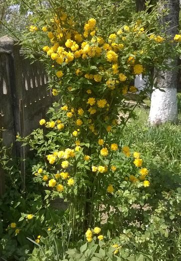 kerria japonica - Plante de gradina