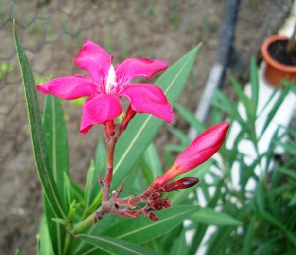 prima floare (2)