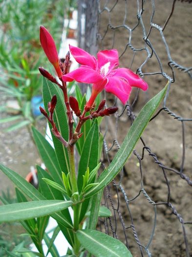 prima floare (3)