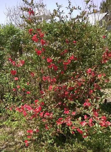 Gutui japonez - Plante de gradina