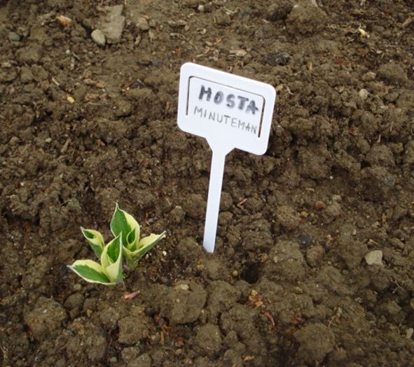 ivite la soare (2) - hosta