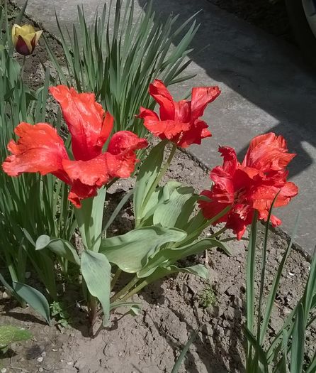 lalele - Plante de gradina