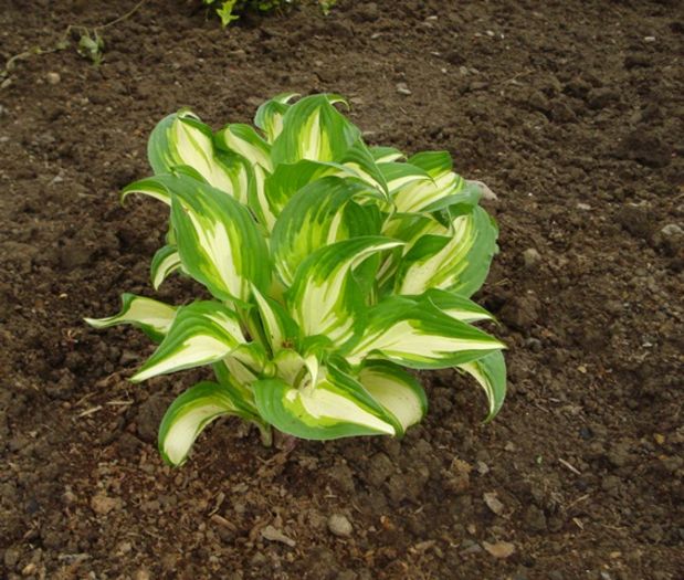 ivite la soare (6) - hosta