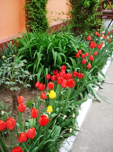 de-ale primaverii (1)