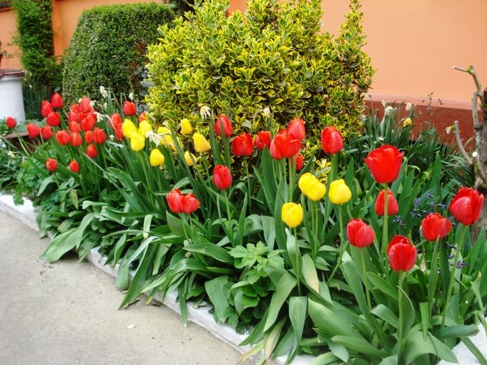 de-ale primaverii (3)