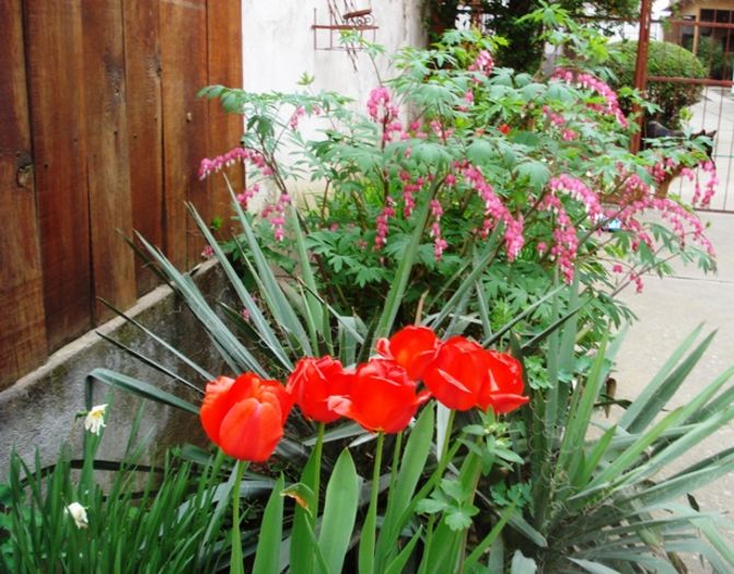 de-ale primaverii (4)