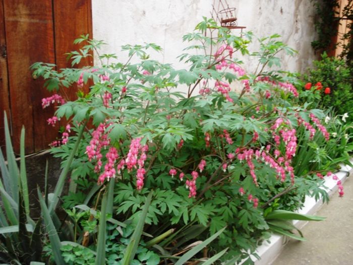 de-ale primaverii (5)