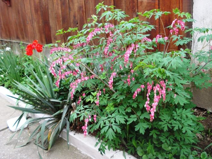 de-ale primaverii (11) - b 2016 - in exterior