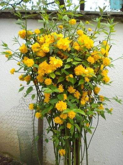 de-ale primaverii (12)