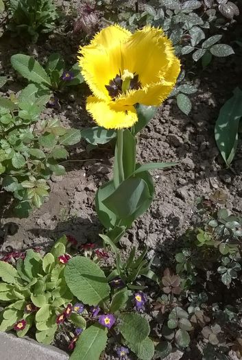 lalea - Plante de gradina