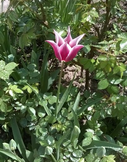 lalea - Plante de gradina