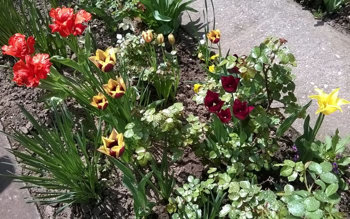 lalele - Plante de gradina