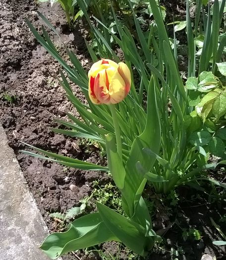 lalea - Plante de gradina