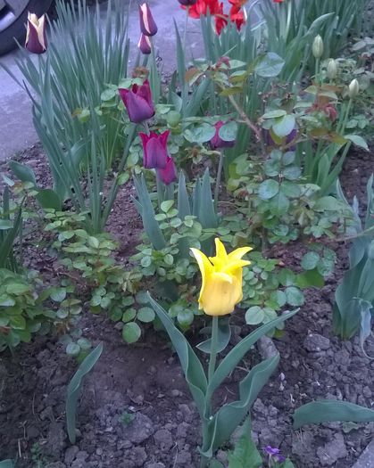 lalele - Plante de gradina