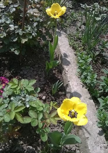 lalele - Plante de gradina