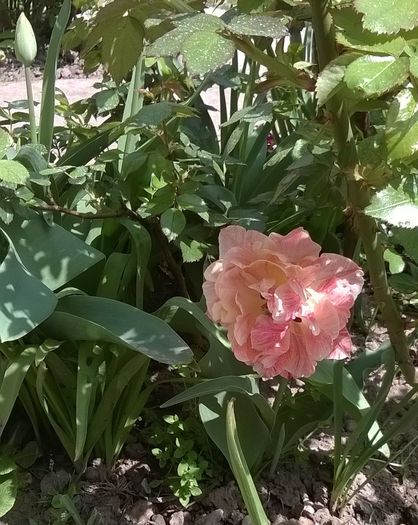 lalea - Plante de gradina