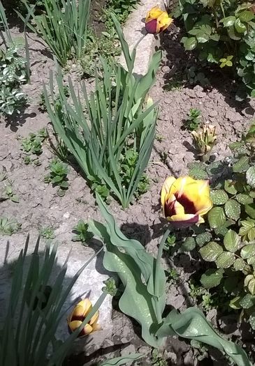 lalele - Plante de gradina