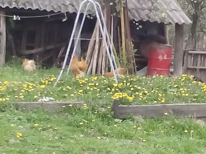 12992226_555024004659339_2035672267_n