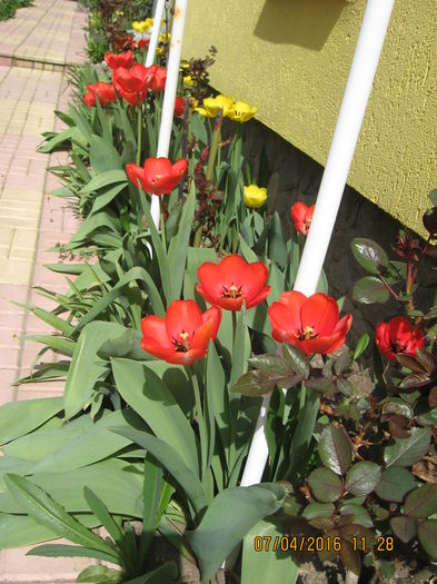 Picture 5775 - Flori de gradina 2015-2018