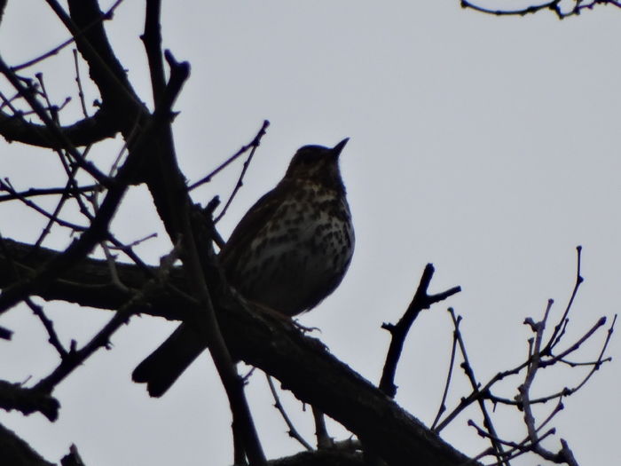 DSC05554 - Pasari salbatice 2016