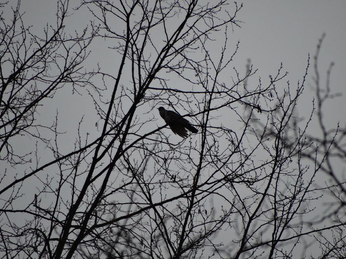 DSC05957 - Pasari salbatice 2016