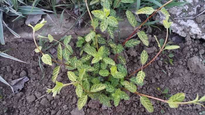 lonicera japonica aureo-reticulata