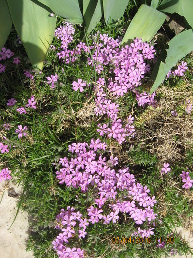 Picture 5785 - Flori de gradina 2015-2018
