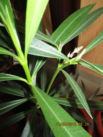 IMG_0598 - LEANDRII MEI IN 2016