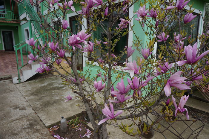 DSC06868