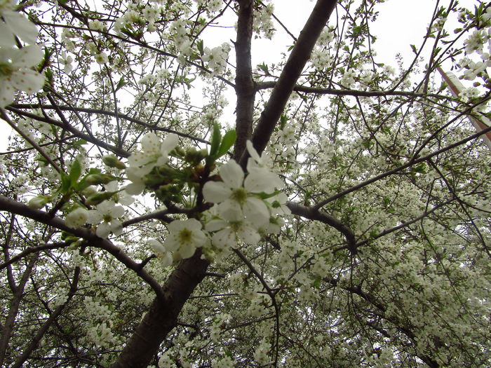 10 april- Vişinii în floare