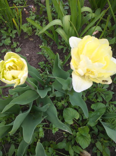 lalea galben cu alb batuta