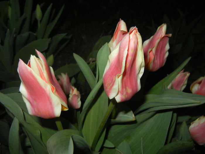 Tulipa Quebec (2016, April 02)