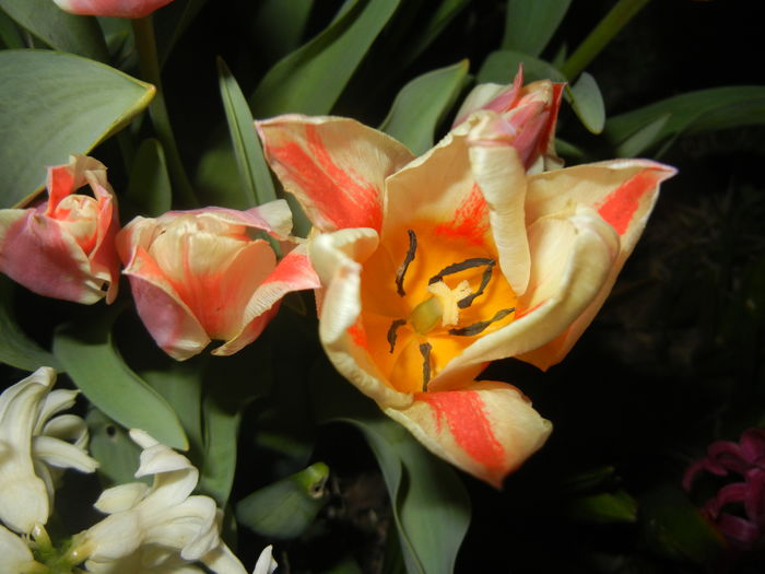 Tulipa Quebec (2016, April 02)