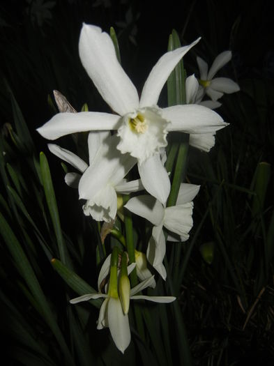 Narcissus Thalia (2016, April 02)