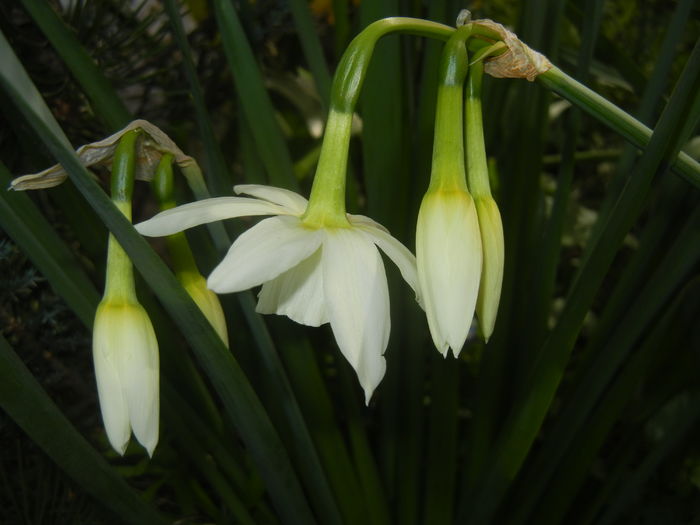 Narcissus Thalia (2016, April 03)