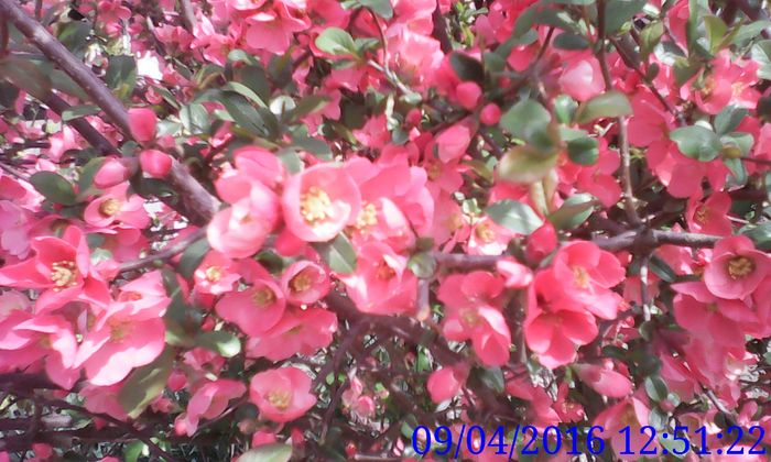IMG_20160409_125122
