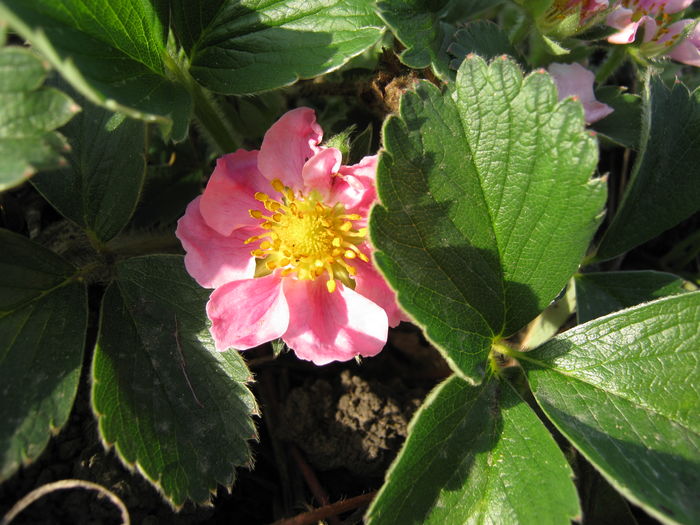 fragi-flori roze