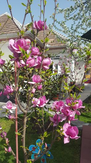 2016 - Magnolia CLEOPATRA -evolutie 2012