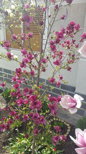 2016 - Magnolia GENIE -evolutie 2010