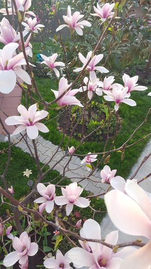 2016 - Magnolia HEAVEN SCENT pe tulpina inalta -evolutie 2011