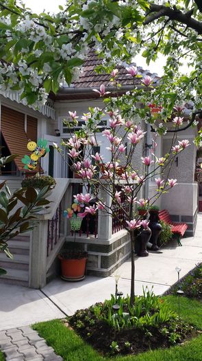 2016 - Magnolia HEAVEN SCENT pe tulpina inalta -evolutie 2011