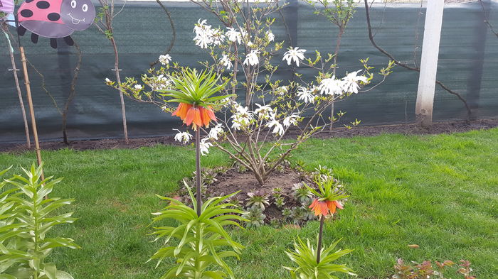 2016 - Magnolia STELLATA -evolutie 2009